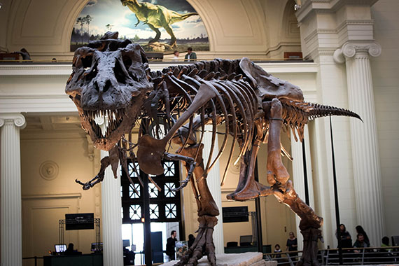 a T-rex fossil on display at a meuseum.