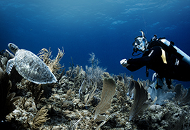 A Diver finds a turtle while on a tour.