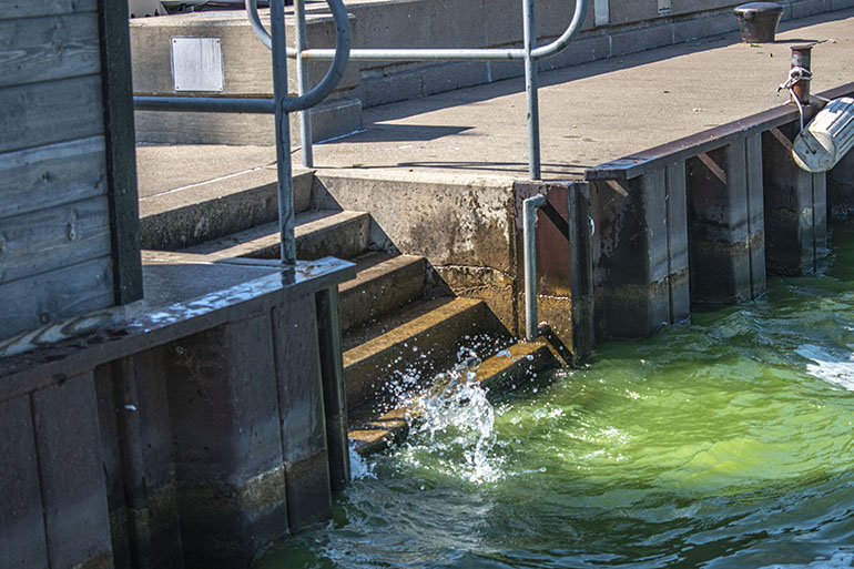 A photograph of stairs leading into a green body of water.