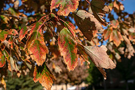 Three leaves close-up changing colors in the fall.